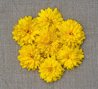 黄色花朵形式成形的一朵黄花图片