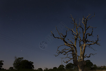 夜星下孤树图片