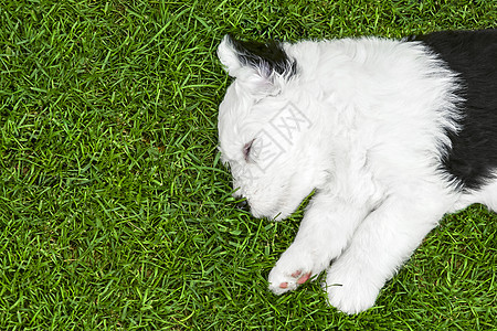 睡小狗朋友黑色英语黑与白头发耳朵哺乳动物动物绿色白色图片