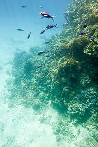 水下珊瑚礁野生动物生态热带红色海洋浮潜水族馆潜水荒野环境图片