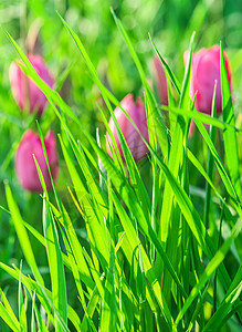粉红色郁金香背景上的绿草图片
