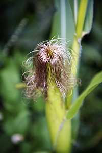 玉米种植晴天食物植物乡村农业生产麦田绿色季节棒子图片