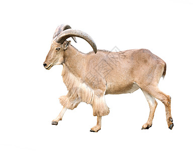 公羊双毛羊野生动物男性棕色动物群山羊哺乳动物毛皮荒野喇叭动物园图片