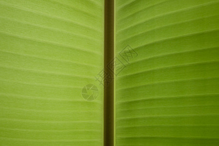 香蕉叶纹理墙纸绿色图片