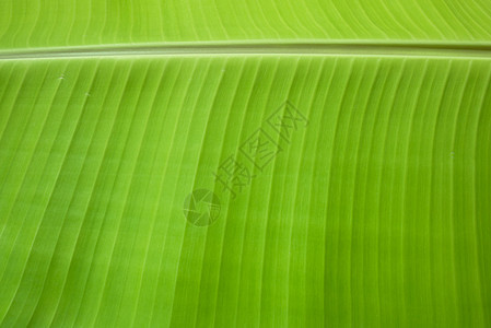 香蕉叶纹理绿色墙纸背景图片