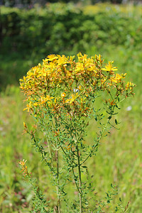 圣约翰之花的黄黄色美丽的花朵衬套植物野花穿孔树叶场地花瓣药品荒野草药图片
