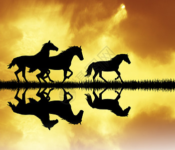 高压马匹太阳插图运动国家跑步骑士哺乳动物天空动物牧场图片