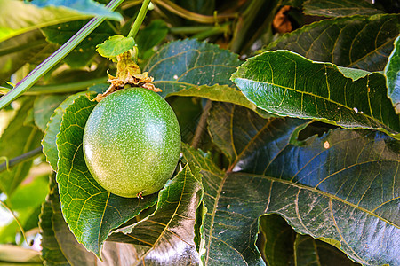 新鲜激情水果营养热带饮食果园果汁食物甜点叶子绿色种子图片