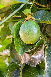 新鲜激情水果甜点果汁食物绿色营养果园热带饮食种子叶子图片