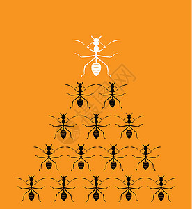 橙色背景的蚂蚁矢量图像 领导力概念团队昆虫天线团体商业办公室漏洞乐趣白蚁动物图片