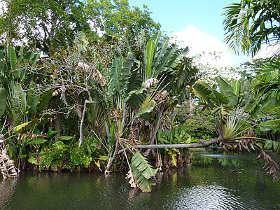 爵士植物园植物群池塘荷花异国软垫反射热带公园花园植物图片