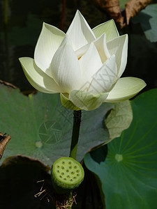 爵士植物园情调植物群反射公园池塘荷花异国植物学花园热带图片