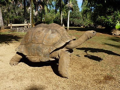 巨龟热带乌龟旅行爬虫皮肤情调公园香草异国动物图片