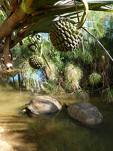 巨龟热带乌龟异国荒野野生动物爬虫香草公园旅行情调图片