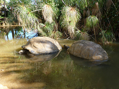 巨龟皮肤荒野爬虫情调热带旅行野生动物乌龟公园动物图片