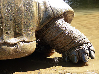 巨龟爬虫皮肤乌龟公园香草异国旅行热带荒野野生动物背景图片