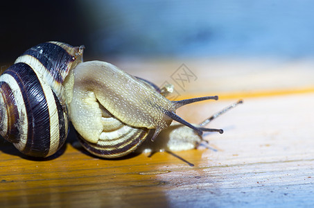 特写一个黄色和黑色的领带 携带一只小蜗牛的Snail斯奈尔图片