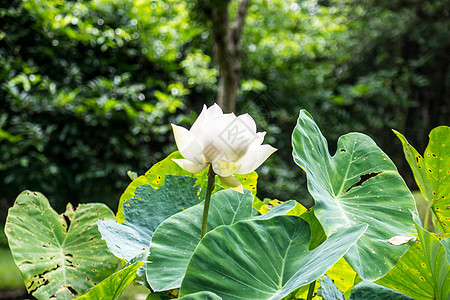 白莲粉热带叶子绿色种子花园植物花粉黄色森林白色图片