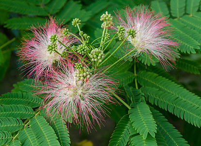 波斯丝绸树艺术花园植物狂欢节植物群红色粉色绿色水平含羞草图片
