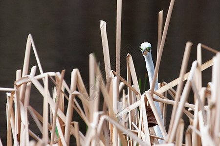 青草中的白黑池塘捕食者观鸟阳光沼泽苍鹭栖息地热带白鹭航班图片