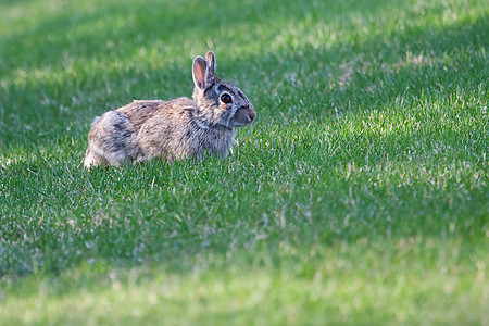 黑尾野兔眼睛耳朵野生动物哺乳动物院子动物兔子杂草衬套图片