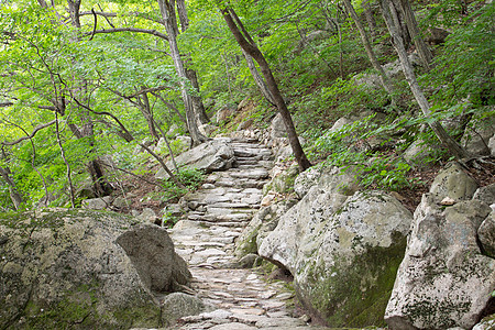 山山之路松树石头岩石小路天空图片