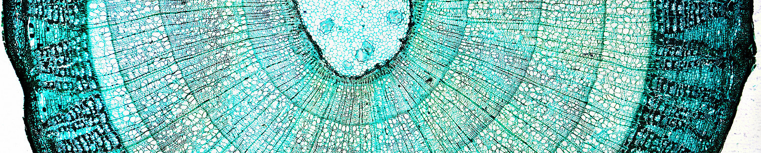 松木显微图细胞实验室松树研究木头光学宏观幻灯片光显微摄影图片