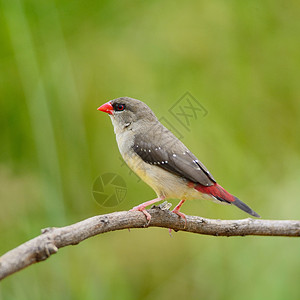 红色阿瓦达瓦特警报配种热带动物白色场地谷物羽毛鸟类荒野图片