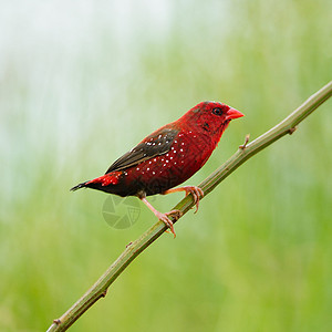男性红色阿瓦达瓦特稻田白色荒野谷物鸟类热带种子警报配种羽毛图片