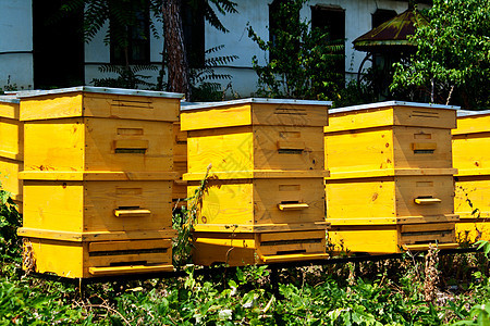 蜂窝细胞水果养蜂人免疫食物医疗白色养蜂业六边形花蜜图片