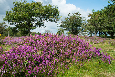 英国国家公园Moorland上的海瑟场景草原国家山脉场地乡村沼泽地荒地中提琴草地图片