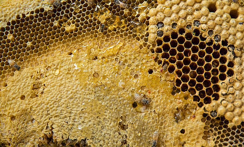 蜂窝黄色蓝色六边形蜂蜜蜜蜂食物蜂巢蜂房宏观野生动物背景图片