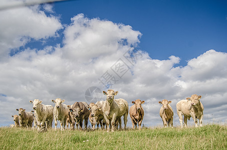 农村牛群牧群图片