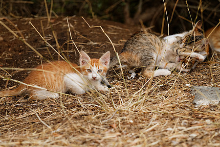 小猫猫胡须捕食者头发野生动物毛皮生物宠物眼睛食肉鼻子图片