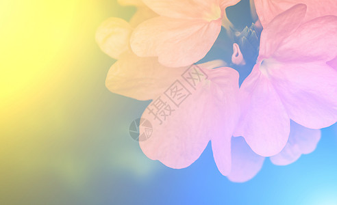 柔软风格的美丽花朵 用于艺术纹理或w植物群植物宇宙紫色花束花园花瓣场地蓝色宏观图片