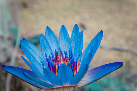 美丽的蓝水或蓝色莲花花荷花植物热带花园百合池塘植物群绿色图片