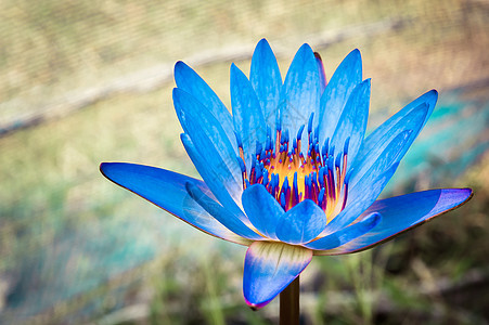 美丽的蓝水或蓝色莲花花绿色植物群池塘花园荷花热带植物百合图片