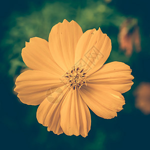 黄花闪光照片向日葵母亲相片花朵季节花瓣花园季节性植物群黄色图片