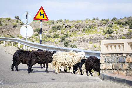 阿曼羊羊路线探索丘陵高原羊肉村庄旅行荒野冒险踪迹图片