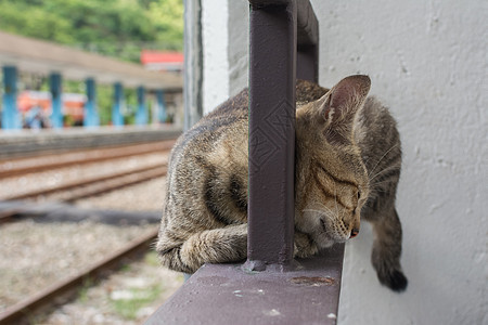 猫说谎休息小猫小憩场景哺乳动物动物条纹流浪荒野宠物猫科图片