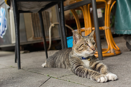 猫说谎休息街道哺乳动物生活条纹猫咪毛皮猫科动物荒野小憩流浪图片