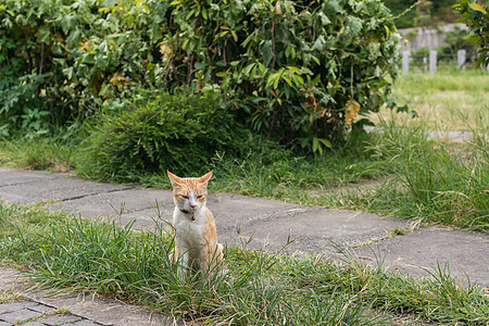 猫坐在草地上小猫生活哺乳动物场景荒野流浪动物条纹睡眠猫科动物图片