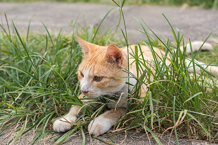 猫躺在草地上动物生活猫咪场景哺乳动物宠物条纹小猫流浪毛皮图片