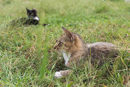 泰比猫躺在草地上荒野毛皮小猫街道动物生活睡眠流浪猴童猫咪图片