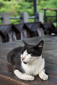 猫躺在椅子上猫咪宠物木头哺乳动物条纹动物街道小憩荒野生活图片