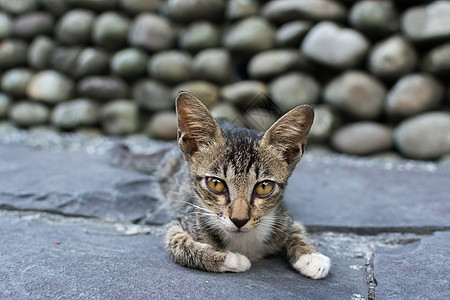 躺在地上的小猫咪猫咪宠物生活小憩睡眠动物猫科动物石头荒野场景图片