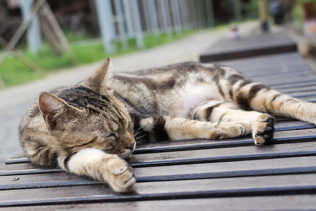 猫睡在椅子上睡眠荒野街道小憩说谎木头毛皮猫科动物小猫生活图片