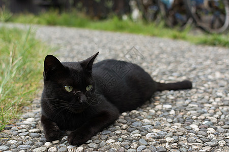 黑猫蹲在地上毛皮生活场景宠物猫咪动物睡眠哺乳动物街道小猫图片