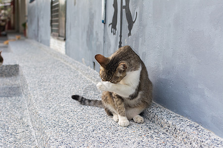 猫自己洗脸图片