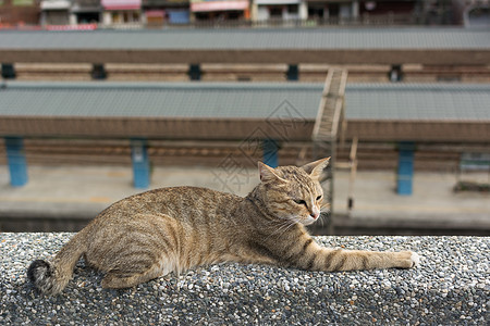 猫躺在墙上睡眠哺乳动物场景流浪条纹小猫猫科动物动物猫咪生活图片